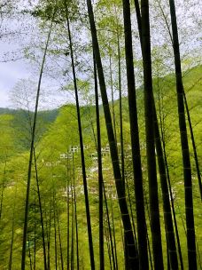 木坑竹海-黟县-小妡和岷哥