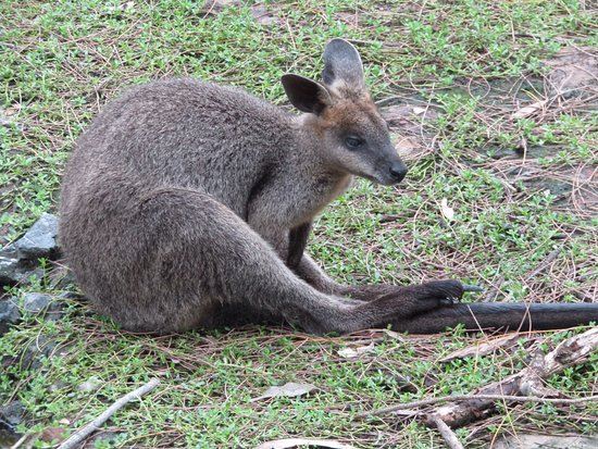 David Fleay Wildlife Park