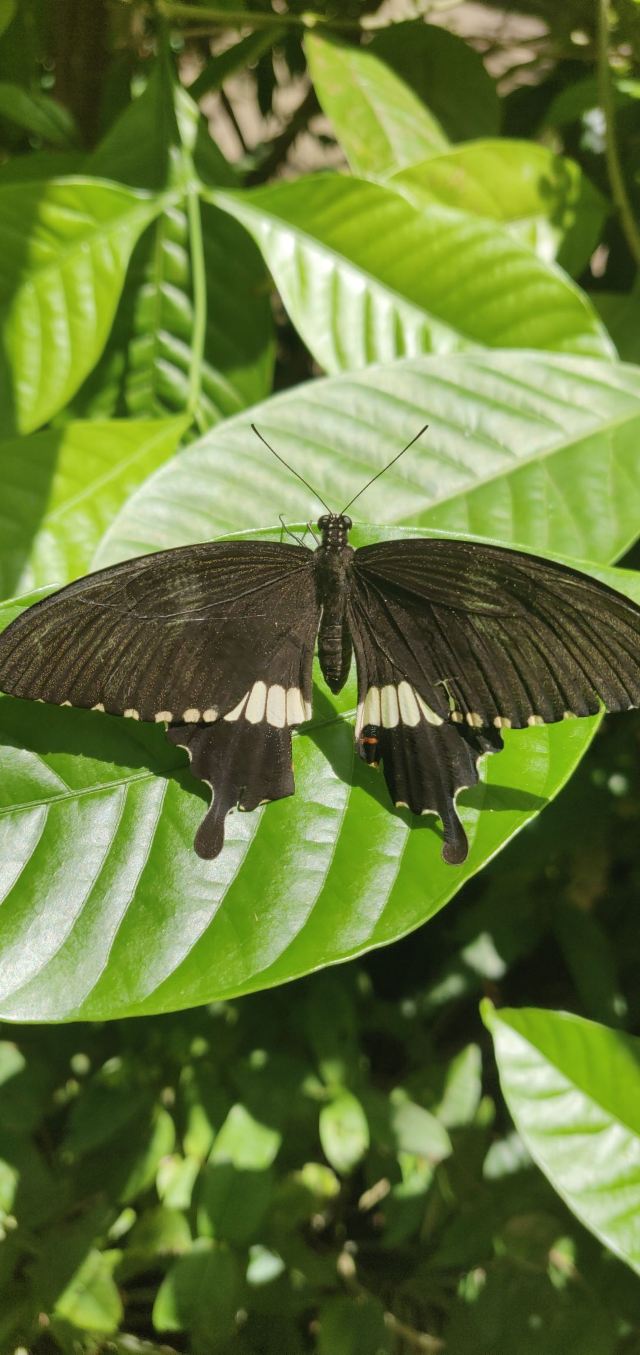 Singapore Zoo