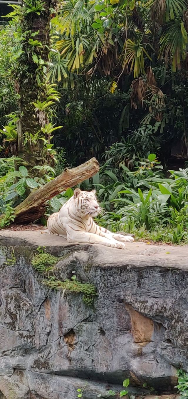 Singapore Zoo