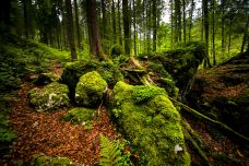 魔法森林-拉姆绍-doris圈圈