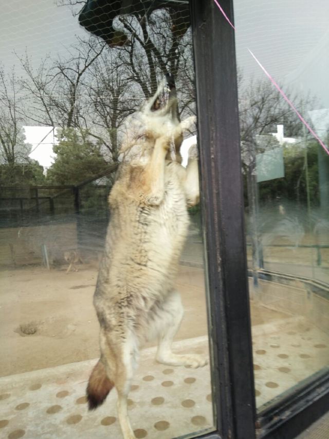 Beijing Zoo
