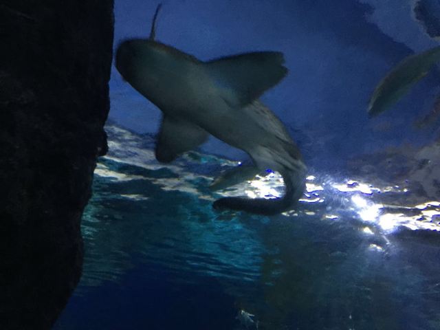 Sea Life Bangkok Ocean World