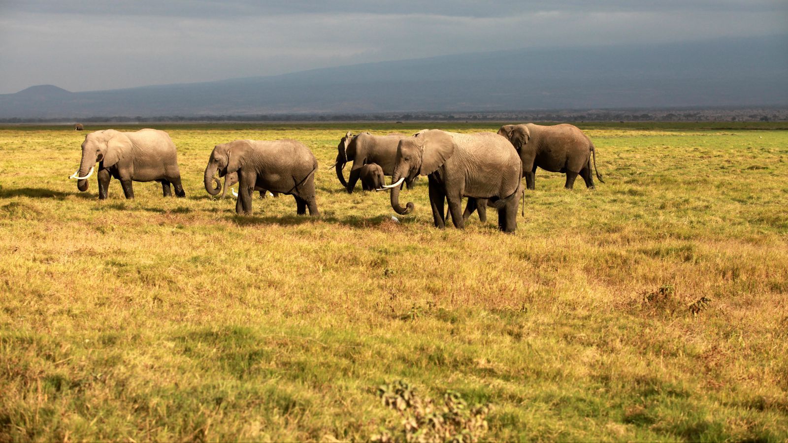 肯尼亚之安波塞利国家公园
