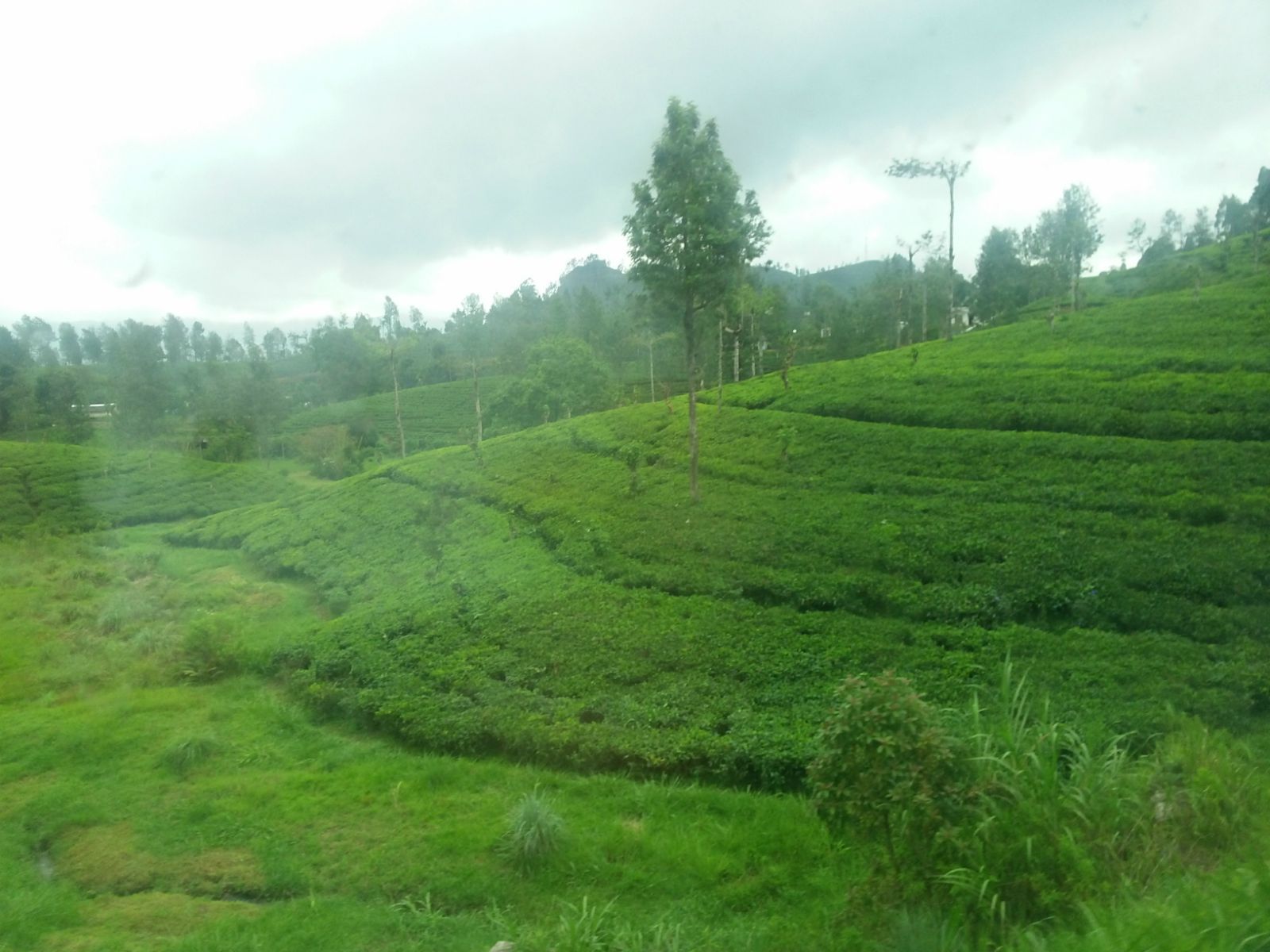 斯里兰卡高山茶园行