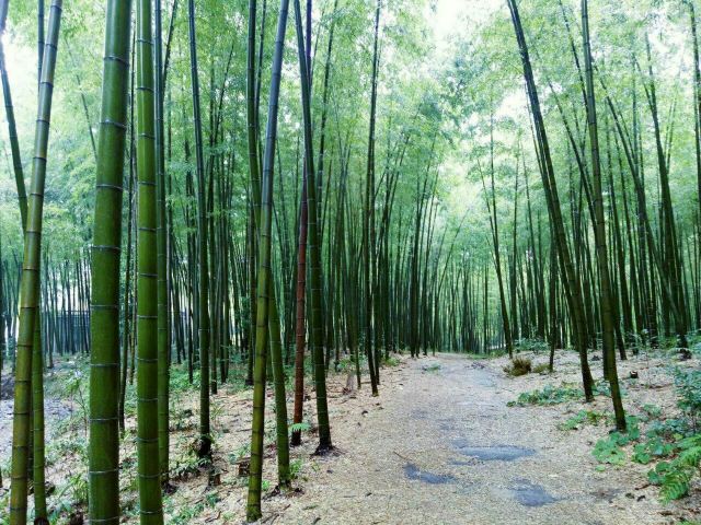 Shunan Zhuhai (“South Sichuan Bamboo Sea”) National Park