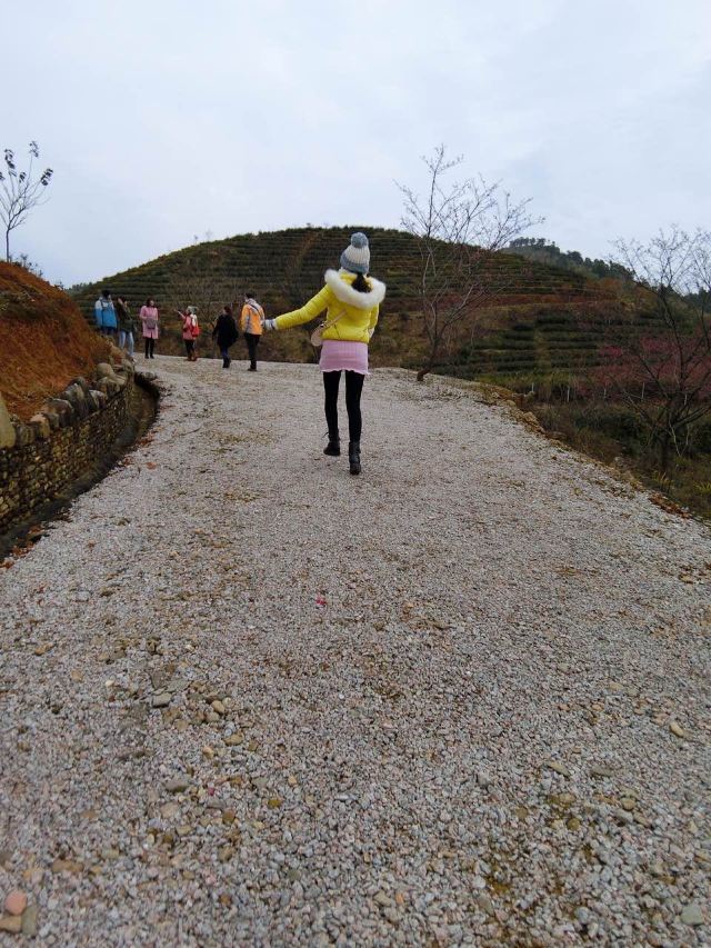 신펑잉화위