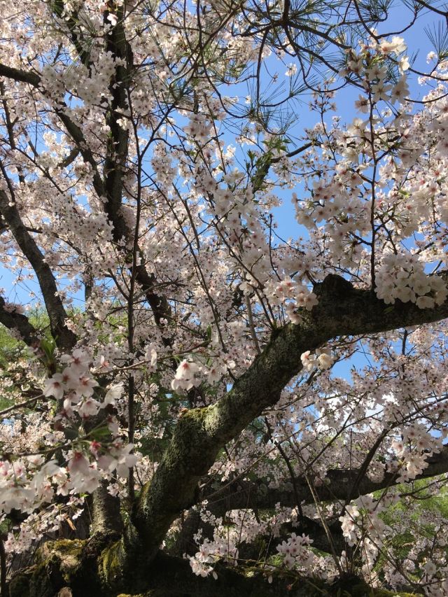 Heian Shrine