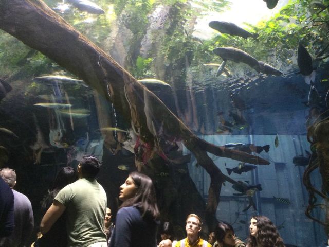 California Academy of Sciences