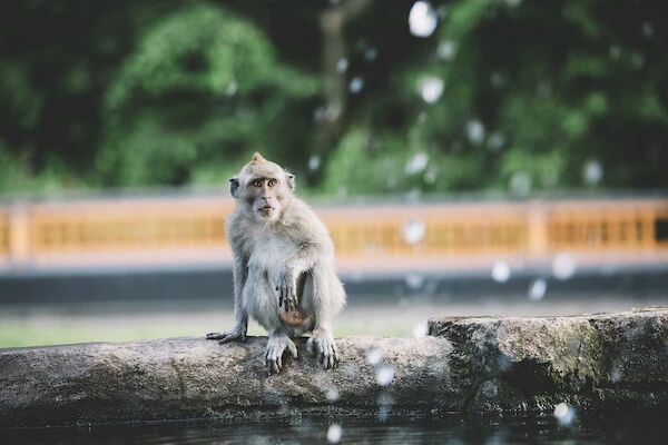 Ubud Monkey Forest
