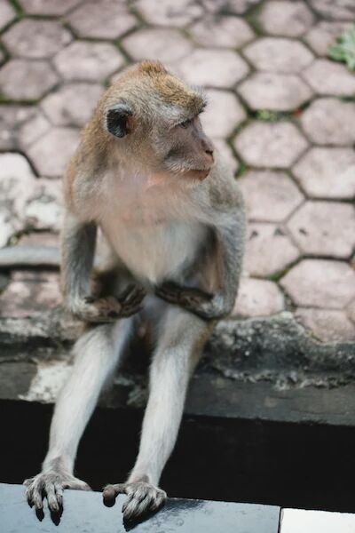 Ubud Monkey Forest