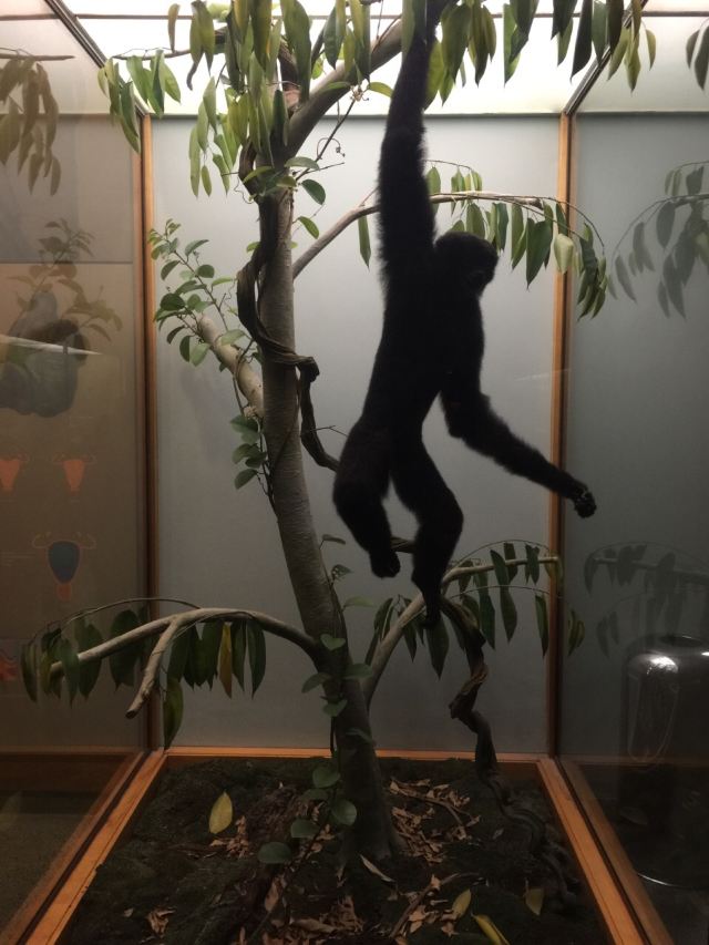 American Museum of Natural History