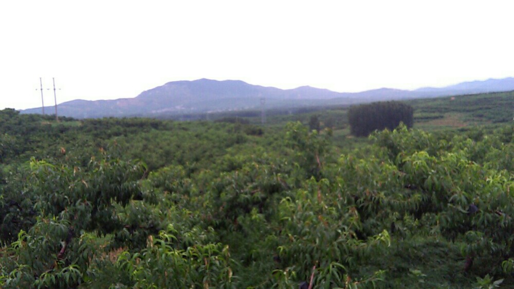 蒙山水蜜桃