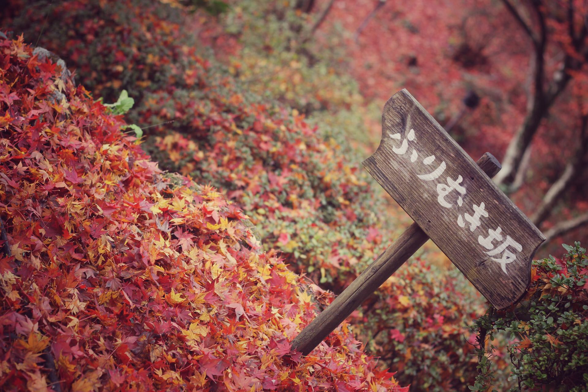 「清新佐賀」御船山樂園 11月.看漫山的紅葉，3月.再回來賞櫻吧！