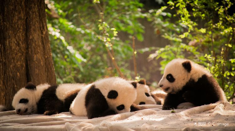 5-Day Chengdu + Dujiangyan + Dujiangyan Scenic Area + Chengdu Research Base of Giant Panda Breeding