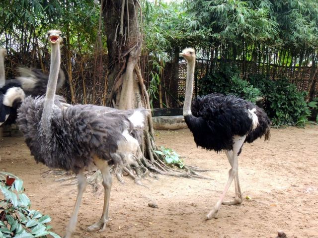 Chimelong Bird Park