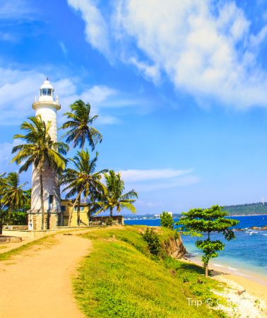6D5N • 5-diamond hotels throughout the trip + Mirissa whale watching + 2 consecutive nights by the beach + Minneriya Safari + Galle Fort + World Heritage Sigiriya Lion Rock + Coastal train