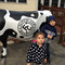 Flippin' Cow