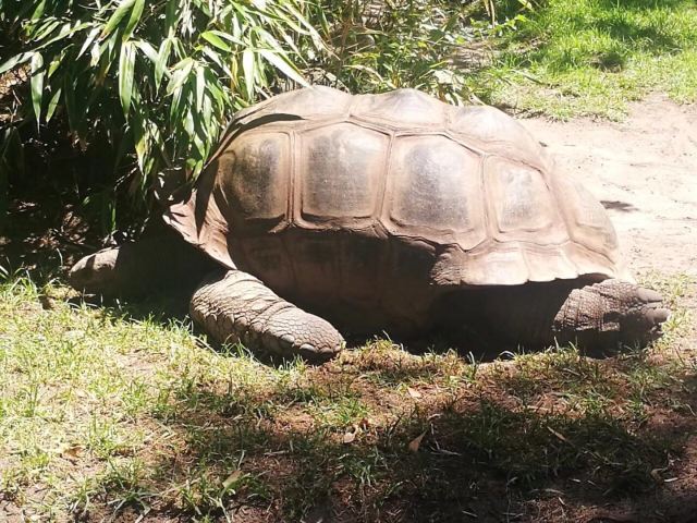 Melbourne Zoo