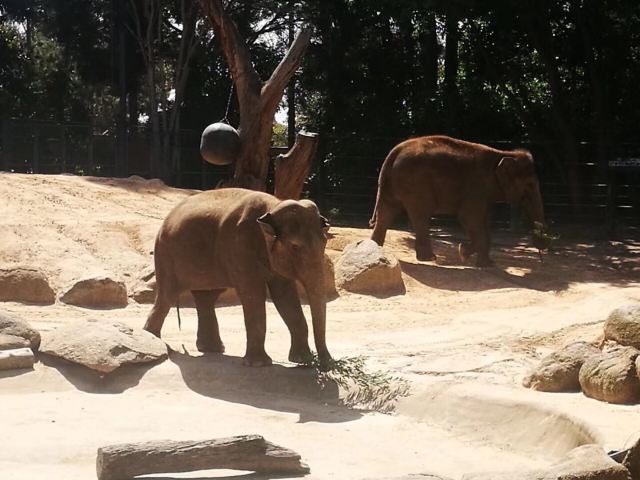 Melbourne Zoo