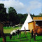 Bison Ranch