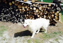 Val di Farma美食图片