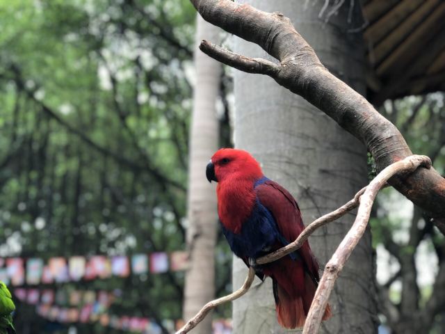 Chimelong Bird Park