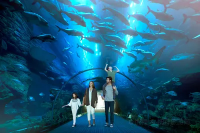 迪拜水族馆和水下动物园
