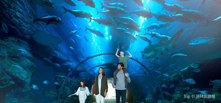 Dubai Aquarium And Underwater Zoo Travel Guidebook Must Visit