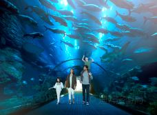 迪拜水族馆和水下动物园-迪拜-doris圈圈