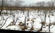 钏路湿原国立公园-标茶町-尊敬的会员