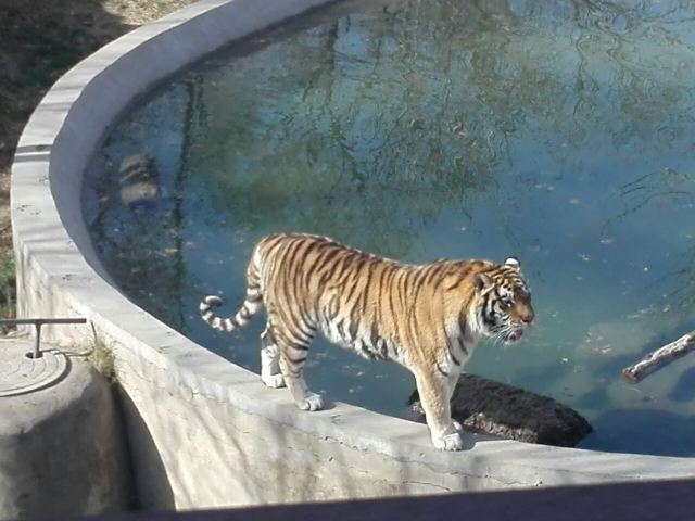 스자좡 도심 동물원
