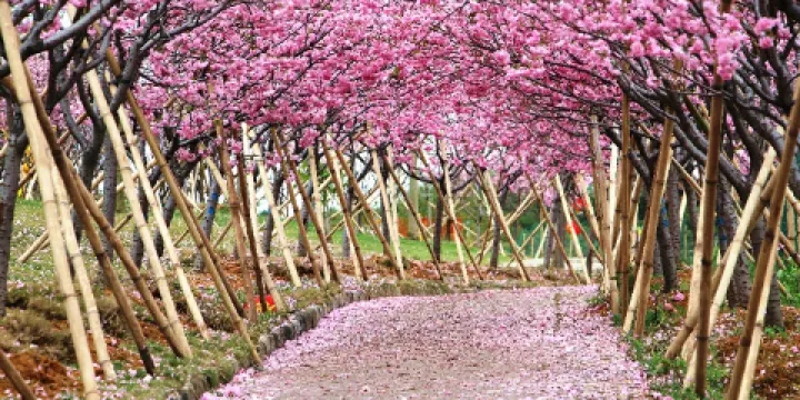 天適櫻花悠樂園