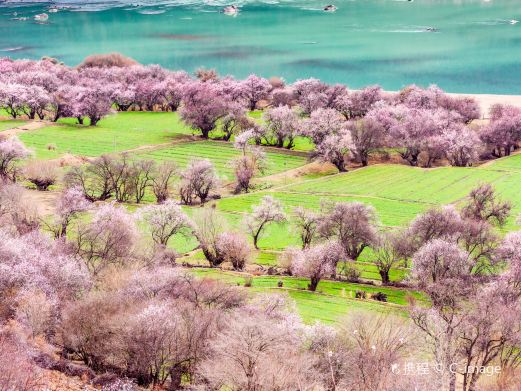 嘎拉桃花村