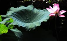 黔灵山公园-贵阳-美丽的大敏