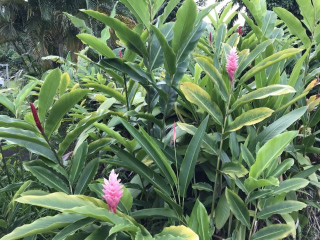 Waimea Valley