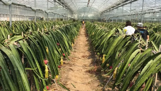 桂峯台農種植園