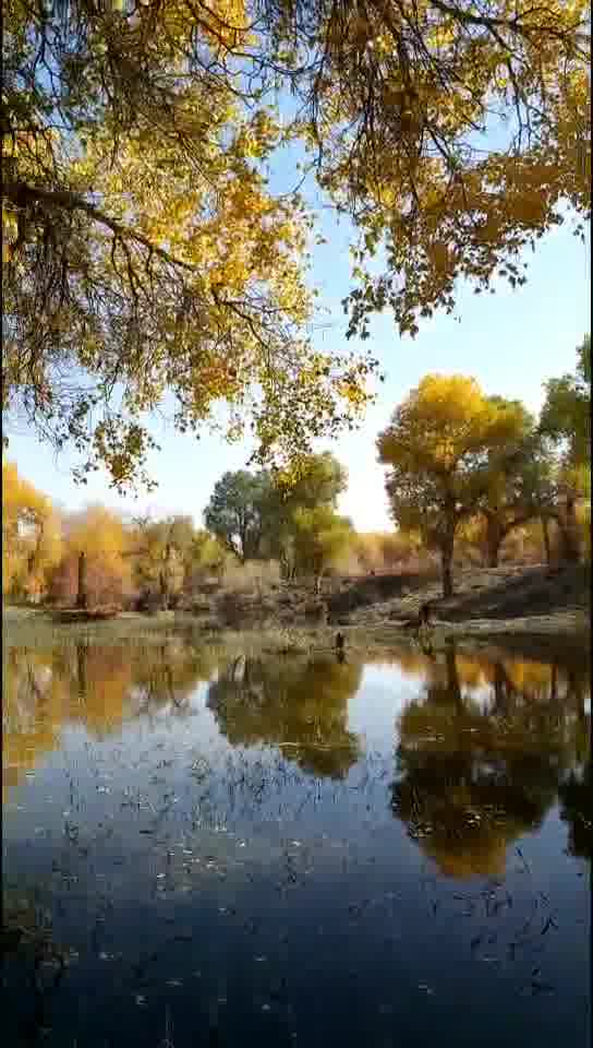 塔里木河胡杨纯天然的美