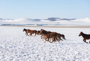 木兰围场+塞罕坝+乌兰布统1日游【独立成团 随走随停】【品质承诺 精致打造】
