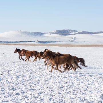 木兰围场+塞罕坝+乌兰布统1日游【独立成团 随走随停】