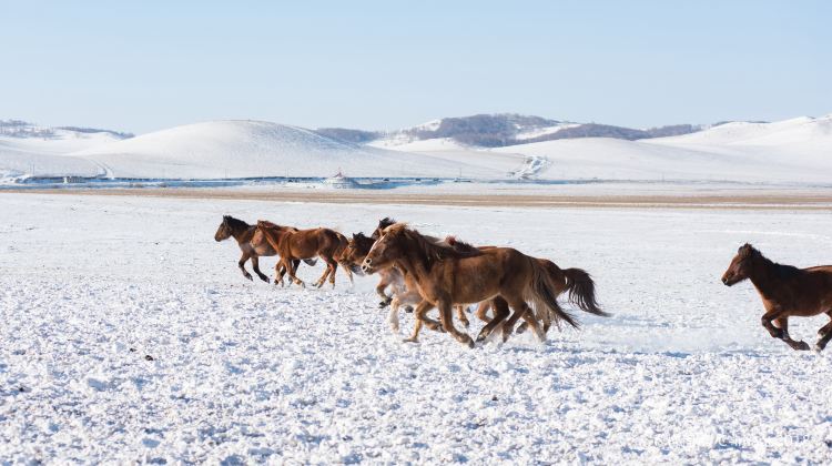 3-Day China + Inner Mongolia + Saihanba National Forest Park + Wulanbutong Steppe Tourist Area