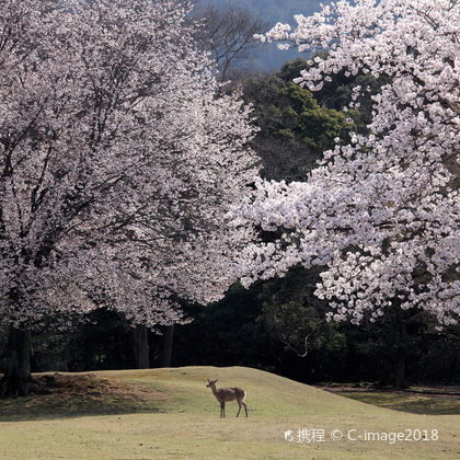 日本奈良公园+东大寺+平等院一日游