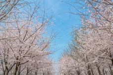 贵安樱花园-安顺-科霸房子