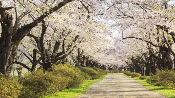 登別櫻花道