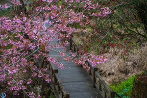 阿里山乡游记图文-台湾阿里山森林公园，乘坐小火车赏樱花去