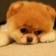 谁陪我颠沛流离