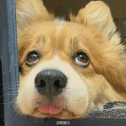 牙疼不是我的病