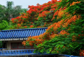鼓浪屿+山海健康步道一日游(岛内酒店接送，A线16人团）【看贯穿岛屿东西线的山海步道，串联起八山三水，途经厦门岛的一线山河湖海，赏心悦目的植被】