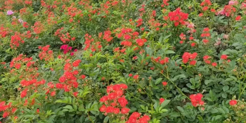 蝶彩花卉園