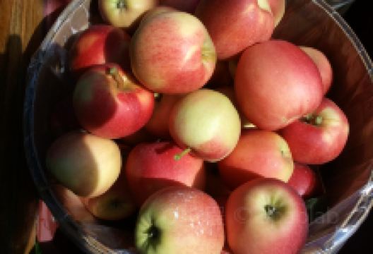 Ayers Orchard景点图片